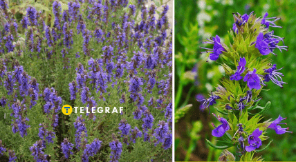 Цветок иссоп