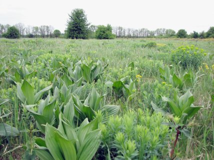 Чемериця чорна