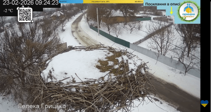 Скріншот з камери відеоспостереження за гніздом Грицика та Одарки