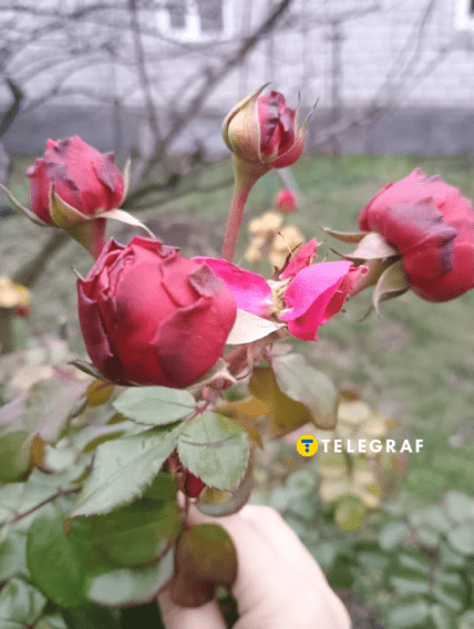 Троянда Леонардо да Вінчі на 17 грудня на Дніпропетровщині