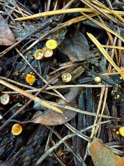 Бокальчики полосатые что известно