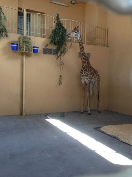 В зоопарк «XII Месяцев» под Киевом наконец-то прибыл жираф 