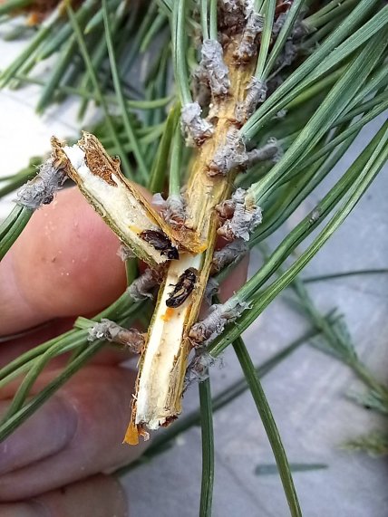 Сосновый клоп наносит вред хвойным насаждениям