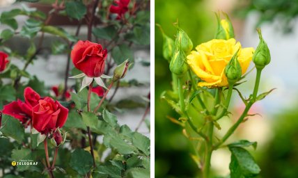 розы, слизни