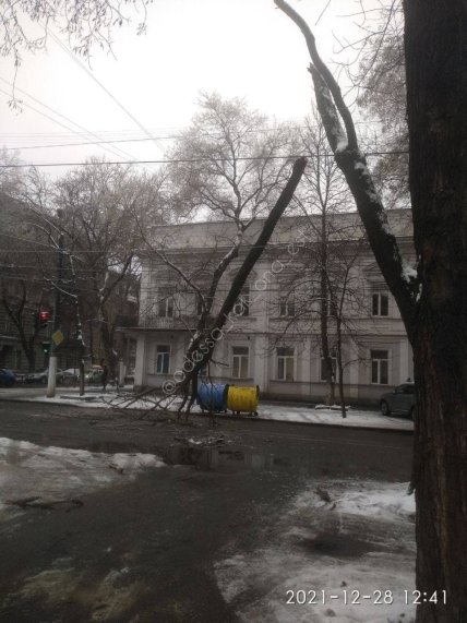 Падіння дерев в Одесі 28 грудня