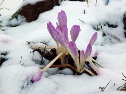 Как выглядит безвременник