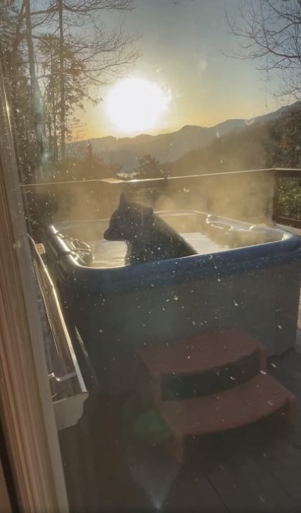 Медведь_джакузи_3