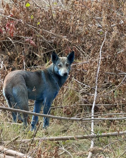 В Чернобыле собаки стали синие