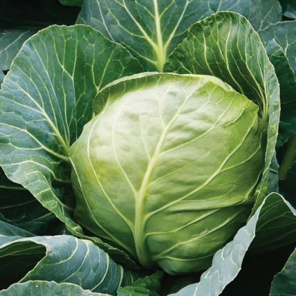 Капуста Этма