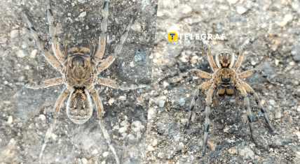 Павук-вовк в Кривому Розі