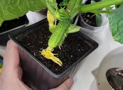 Огірок Лихач