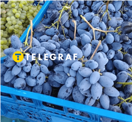 ПГ-55 виноград