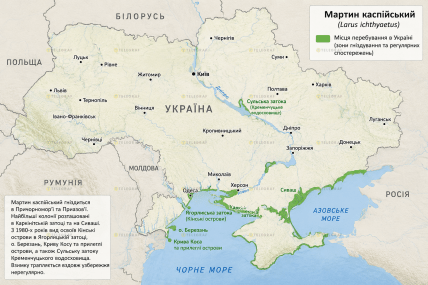 Где можно встретить чайку каспийскую