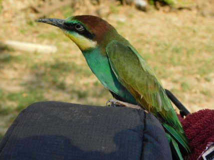Бджолоїдка звичайна пташеня у Полтавській області, щурка