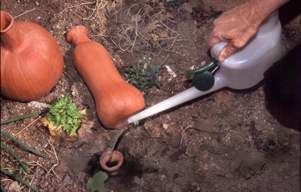 Зрошення оллами заощадить час, енергію та воду. Фото auntiedogmasgardenspot