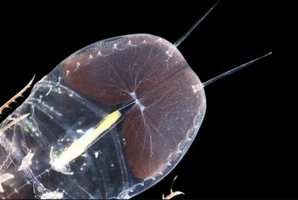 Цистисома, ракоподібні, океан, відкриття вчених, мікроскоп