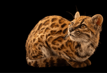Leopardus tilcayo. Фото: National Geographic