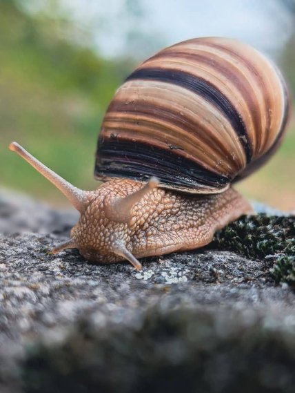 Как выглядит виноградная улитка