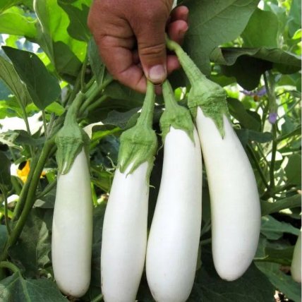 Баклажан "Моби Дик"