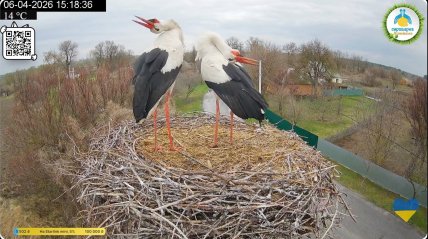 Грицик і Одарка знову разом