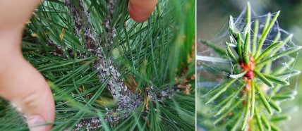 Паутинные клещи на елке