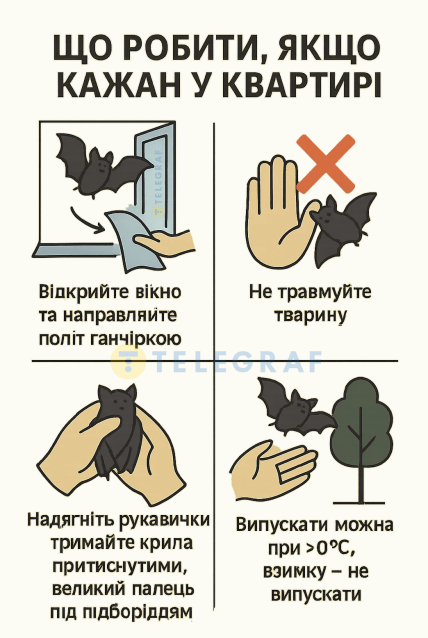 Что делать, если летучая мышь в квартире — памятка