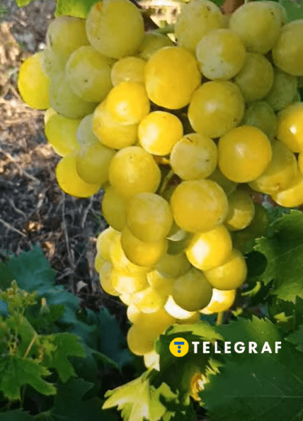 Виноград Прима України