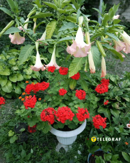 Пеларгония и бругмансия