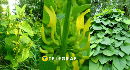 Який вигляд має Aristolochia clematitis