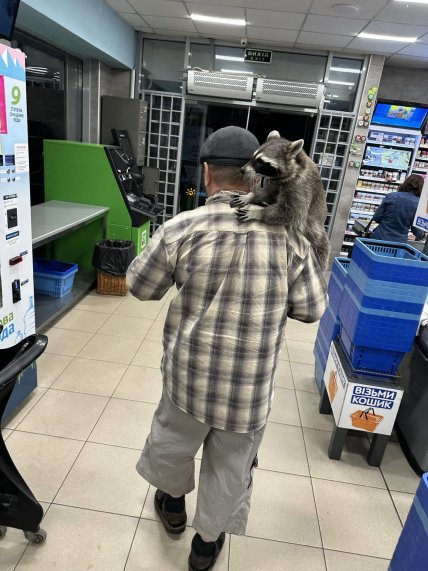 Мужчина с енотом в супермаркете