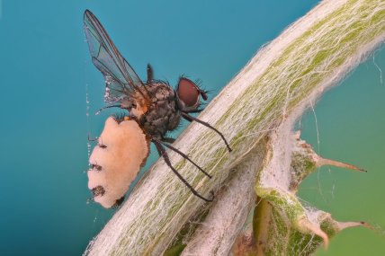 Яйця восьминога і не тільки: як конкурс Nikon Small World відкриває нові горизонти (фото)