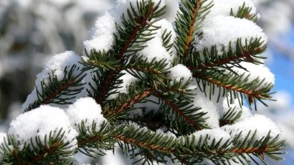 Украинцев будут штрафовать за новогодние елки без чипов