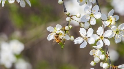 28 квітня не можна ображати бджіл, полювати на них