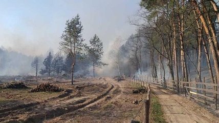 Лесные пожары: в Луганской области продолжается тушение очагов тления
