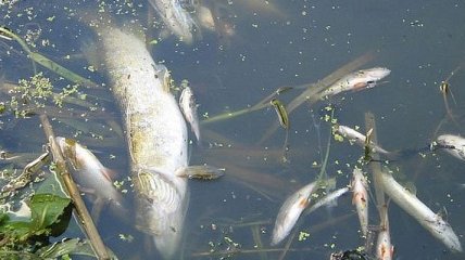 Гибель рыбы на Житомирщине: названа причина