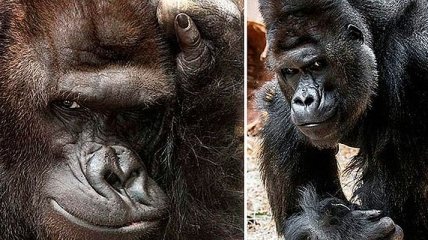 Улыбка до ушей: забавные снимки самой фотогеничной гориллы в мире 