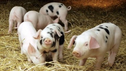 На Киевщине диагностирована классическая чума свиней