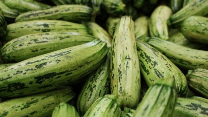 Кабачки начнут подгнивать, если неправильно их поливать