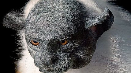 Фотопроект о животных, которые находятся на грани вымирания (Фото) 