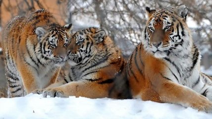 Одесский зоопарк получил подарки от китайского города Нинбо