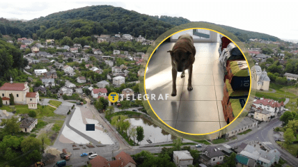 Пес Мікі живе в Винниках