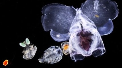 Ученые: Планктон производит 50% атмосферного кислорода