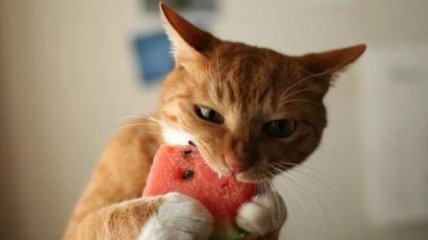 Ой, как вкусно: смешной кот без ума от арбуза (Видео)