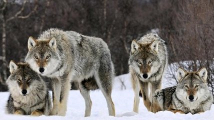 Зграя вовків біля українського кордону