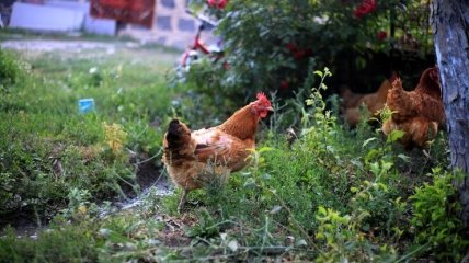 Не можна в день Ларіона Пропольника працювати на чужому городі