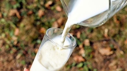 Як вживання молока впливає на тривалість життя