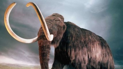 Ученые знают почему вымерли мамонты