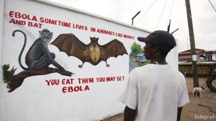 В Африке зафиксировали 700 новых случаев инфицирования Эбола