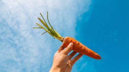 Вырастить большую и сочную морковь - очень просто