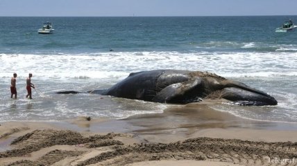 В Новой Зеландии спасены около 100 китов, которые выбросились на берег 